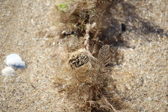 Hydroid Sp.