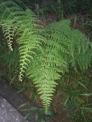 Pteridium arachnoideum