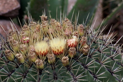 Ferocactus histrix