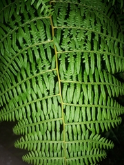 Pteridium arachnoideum