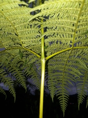 Pteridium arachnoideum