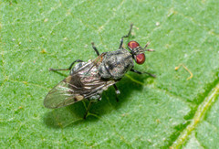 Euryneura