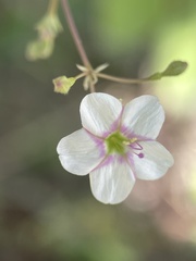 Commicarpus brandegeei