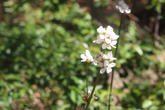 Libertia tricocca
