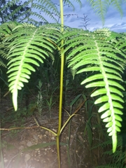 Pteridium arachnoideum