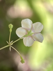 Commicarpus brandegeei