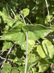 Commicarpus brandegeei