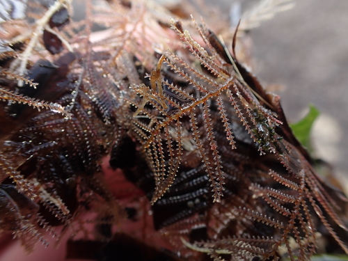 Stereotheca elongata