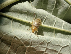 Metaxyonycha granulata