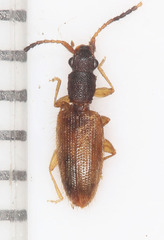 Telephanus