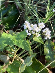 Persicaria thunbergii