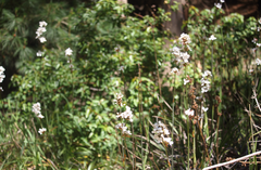 Libertia tricocca