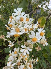 Montanoa leucantha