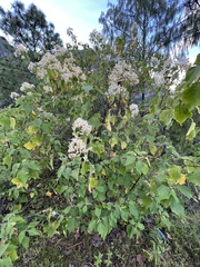 Montanoa leucantha