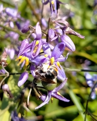 Lipotriches australica