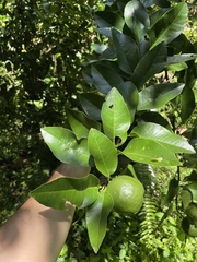 Citrus × limon