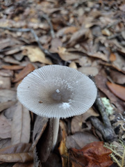 Amanita vaginata image