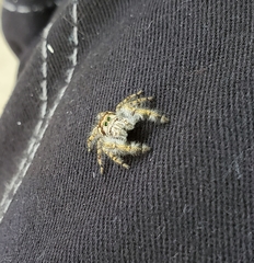 Phidippus pruinosus