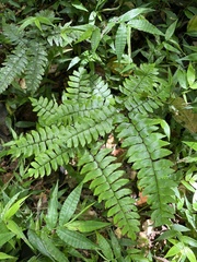 Adiantum latifolium