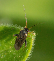 Microtechnites spegazzinii