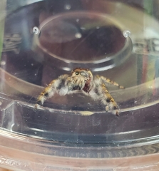 Phidippus pruinosus