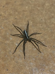 Neoctenus