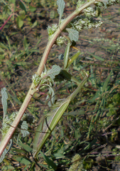 Mantis religiosa