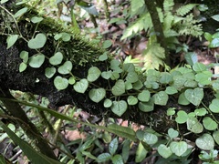Peperomia serpens