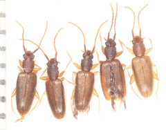 Telephanus