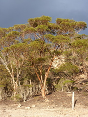 Eucalyptus astringens redacta