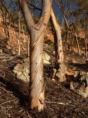 Eucalyptus astringens redacta
