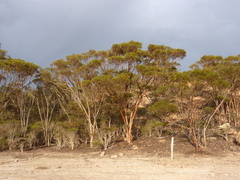 Eucalyptus astringens redacta