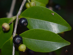 Memecylon pauciflorum