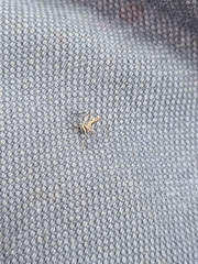 Aedes notoscriptus
