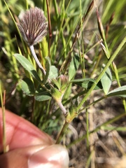 Trifolium dichotomum