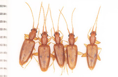 Telephanus