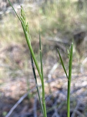 Entolasia stricta