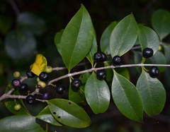 Memecylon pauciflorum