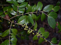 Memecylon pauciflorum