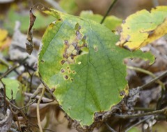 Phyllosticta hamamelidis