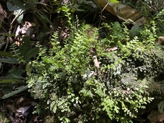 Asplenium dentatum
