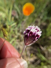 Trifolium dichotomum