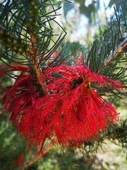 Melaleuca quadrifida