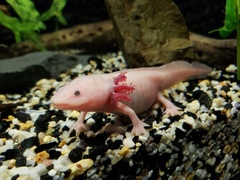 Ambystoma mexicanum