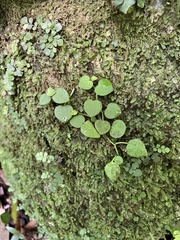 Peperomia serpens