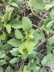 Acanthospermum australe