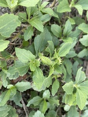 Acanthospermum australe