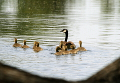 Branta canadensis