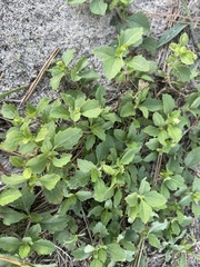 Acanthospermum australe