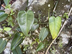 Philodendron consanguineum